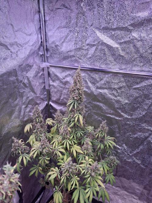 80s Durban Poison - Love of Landrace. Week 22
