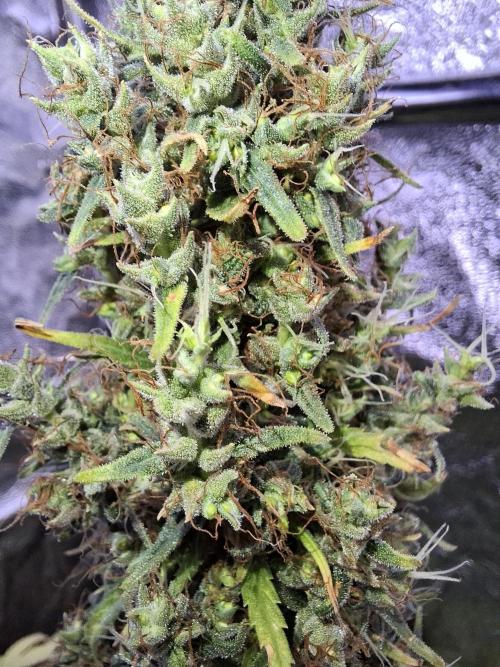 80s Durban Poison - Love of Landrace. Week 22