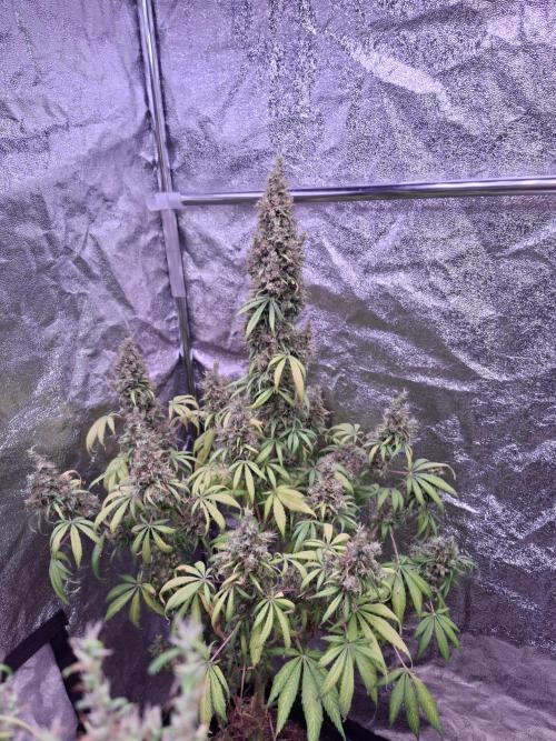 80s Durban Poison - Love of Landrace. Week 22