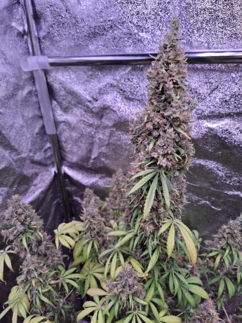 80s Durban Poison - Love of Landrace. Week 22