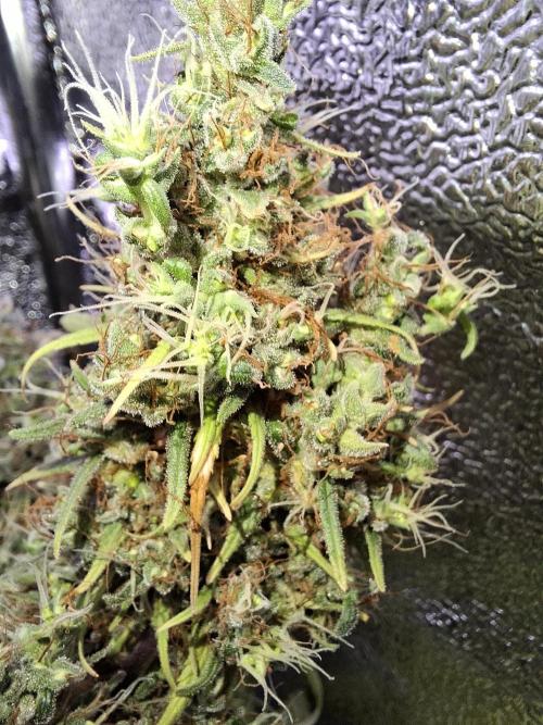80s Durban Poison - Love of Landrace. Week 22