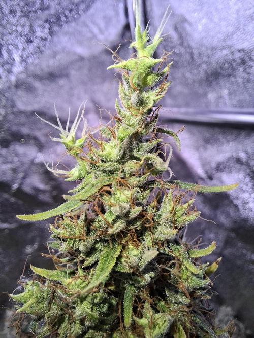 80s Durban Poison - Love of Landrace. Week 22