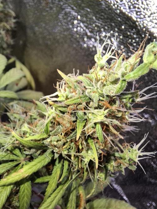 80s Durban Poison - Love of Landrace. Week 22