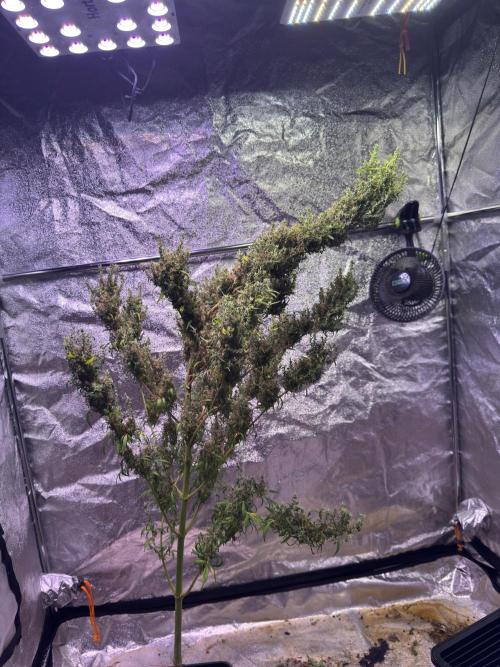 Ivory Coast Landrace - Love of Landrace. Week 21