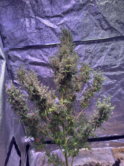 Ivory Coast Landrace - Love of Landrace. Week 21