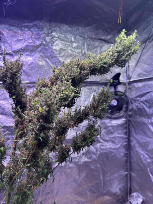 Ivory Coast Landrace - Love of Landrace. Week 21