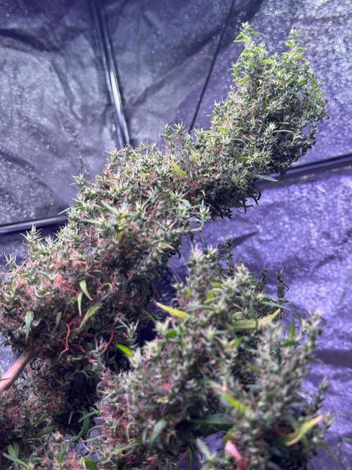 Ivory Coast Landrace - Love of Landrace. Week 21