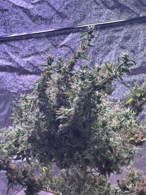 Ivory Coast Landrace - Love of Landrace. Week 21