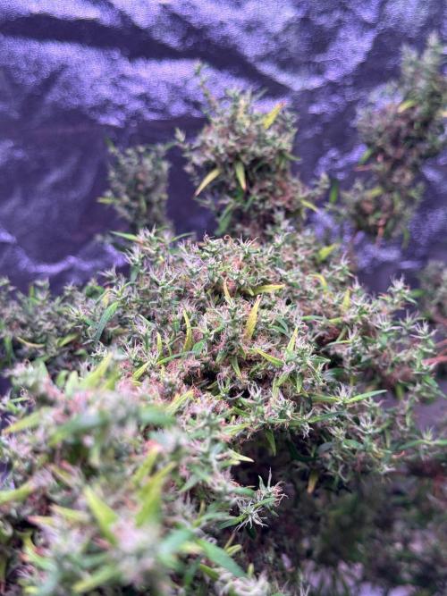 Ivory Coast Landrace - Love of Landrace. Week 21