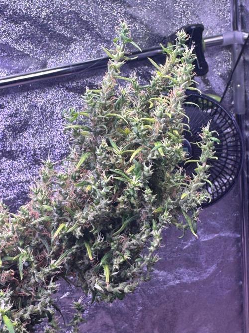 Ivory Coast Landrace - Love of Landrace. Week 21