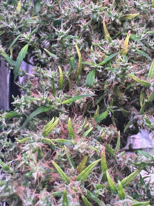 Ivory Coast Landrace - Love of Landrace. Week 21