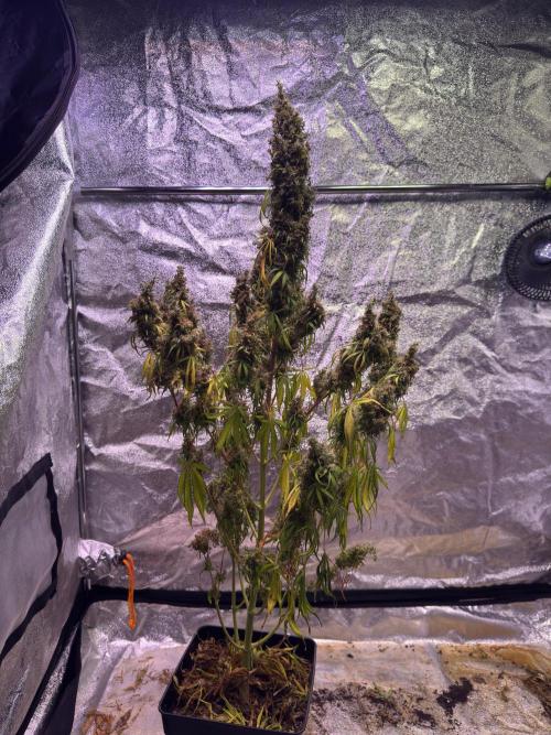 80s Durban Poison - Love of Landrace. Week 23