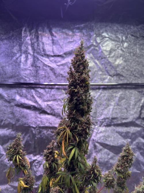 80s Durban Poison - Love of Landrace. Week 23