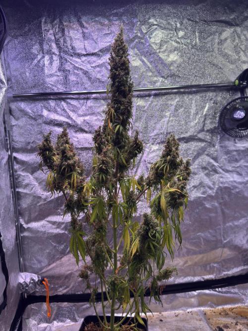 80s Durban Poison - Love of Landrace. Week 23