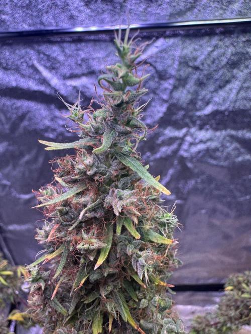 80s Durban Poison - Love of Landrace. Week 23
