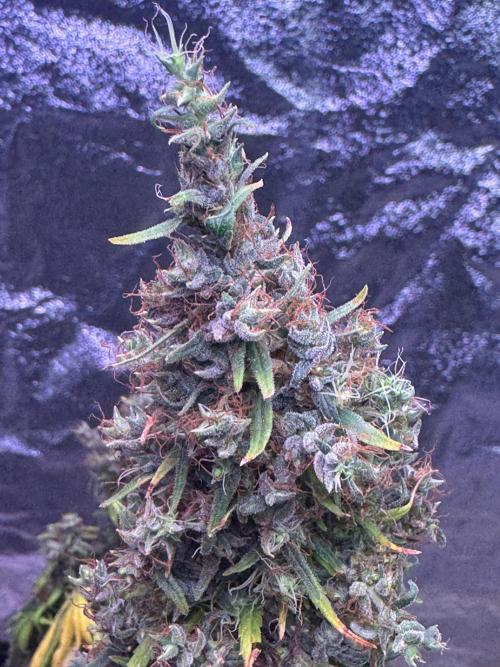 80s Durban Poison - Love of Landrace. Week 23