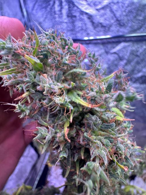 80s Durban Poison - Love of Landrace. Week 23