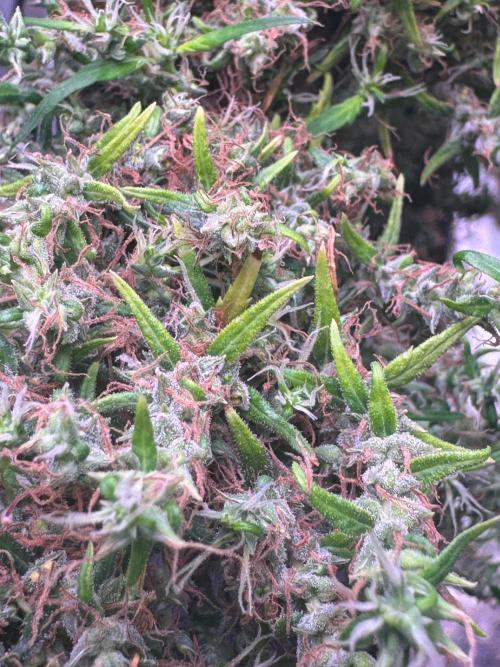 80s Durban Poison - Love of Landrace. Week 23