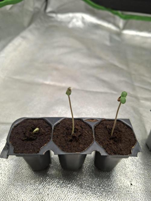 DR120. Week 0