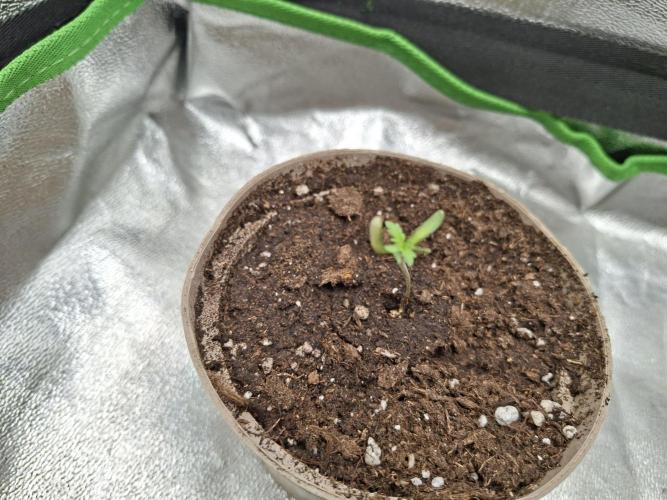 DR120. Week 0