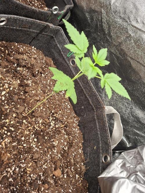 DR120. Week 2