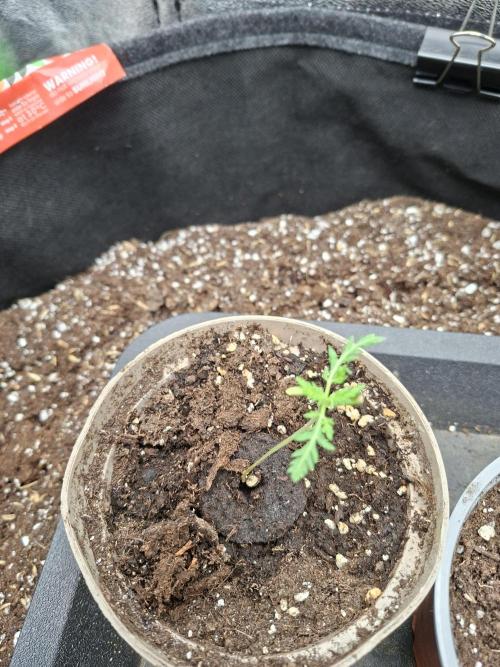 Frosty's Purple Freak. Week 1