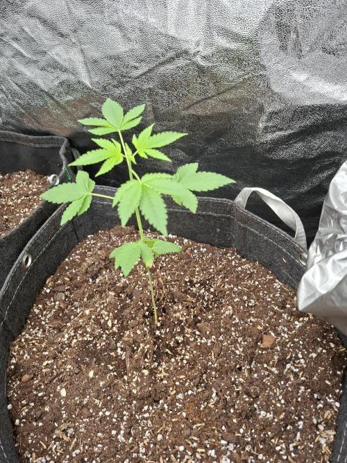 Balochistan Black Tiger - LoveofLandrace. Week 3