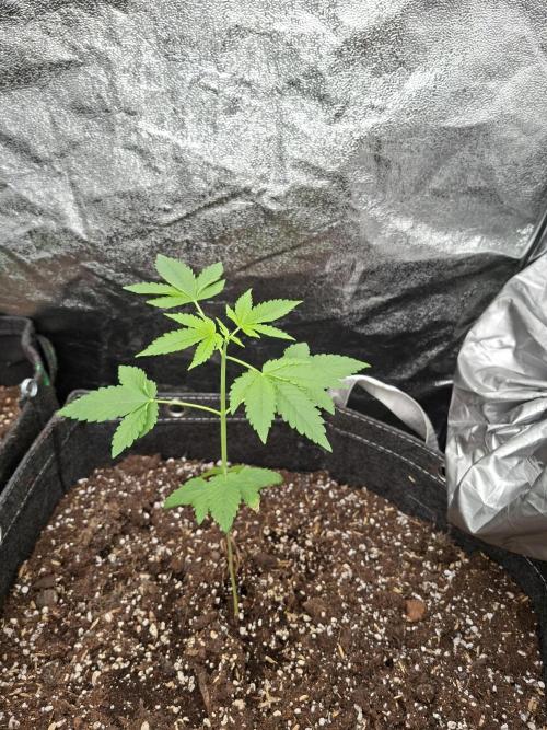 Balochistan Black Tiger - LoveofLandrace. Week 3
