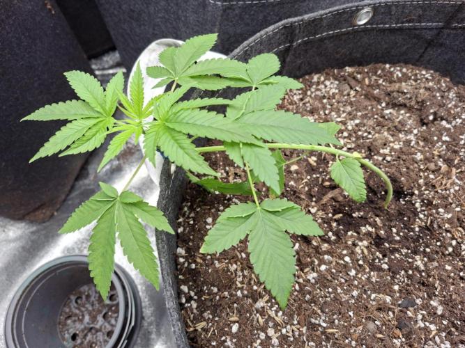 Balochistan Black Tiger - LoveofLandrace. Week 4