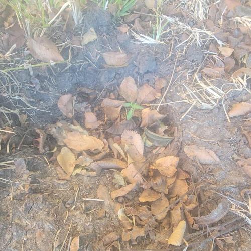 Summer Lemons. Week 4