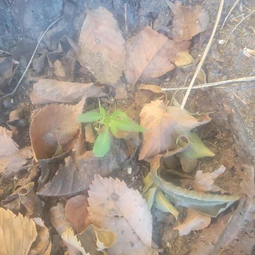 Summer Lemons. Week 4