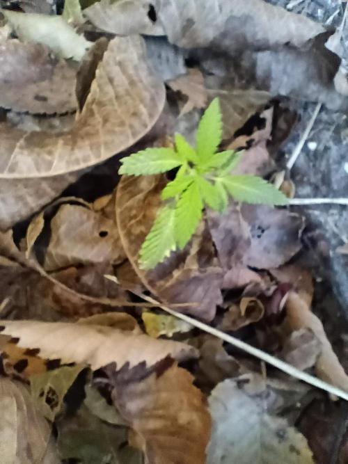 Summer Lemons. Week 5