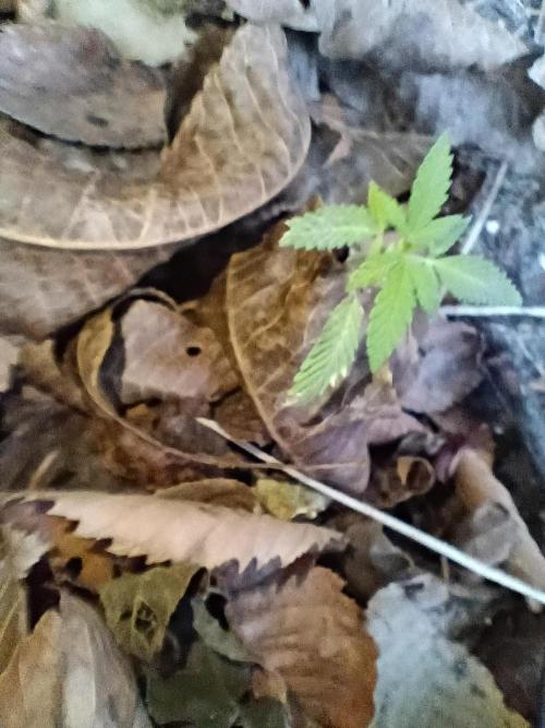 Summer Lemons. Week 5