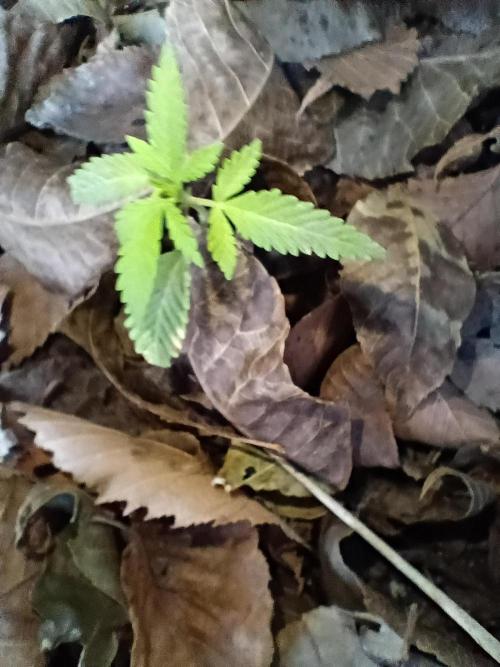 Summer Lemons. Week 5