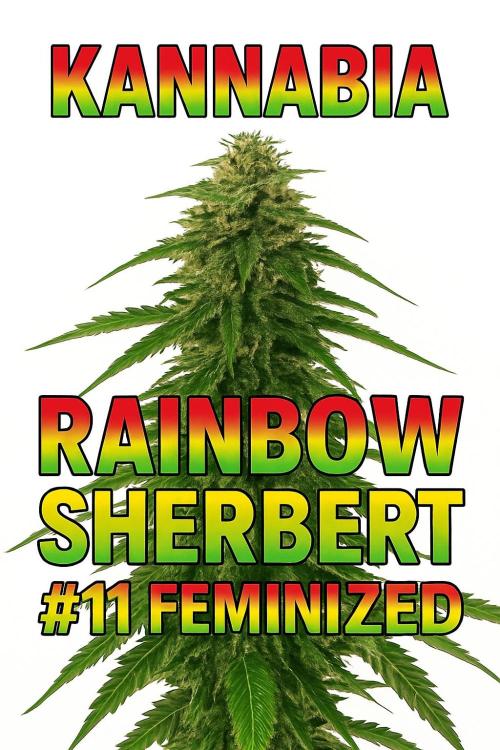 Rainbow Sherbet #11 Feminized - Kannabia. Week 0