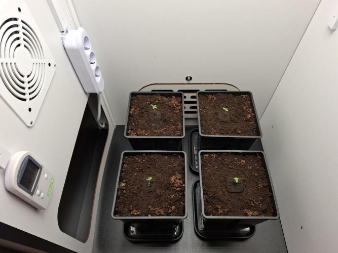 Rainbow Sherbet #11 Feminized - Kannabia. Week 1