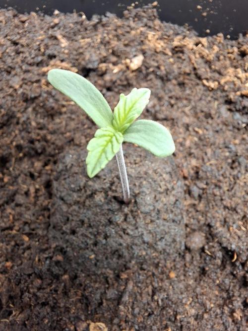Rainbow Sherbet #11 Feminized - Kannabia. Week 1