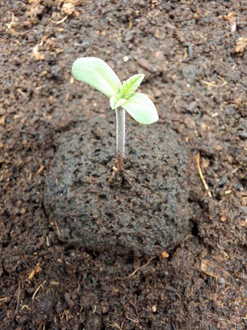 Rainbow Sherbet #11 Feminized - Kannabia. Week 1