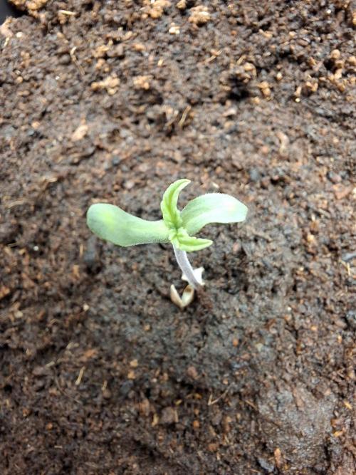 Rainbow Sherbet #11 Feminized - Kannabia. Week 1