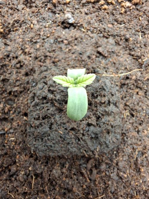 Rainbow Sherbet #11 Feminized - Kannabia. Week 1