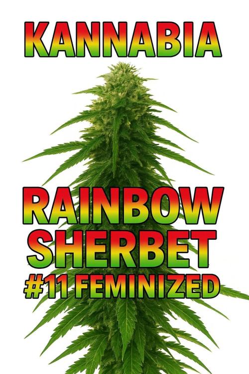 Rainbow Sherbet #11 Feminized - Kannabia. Week 0