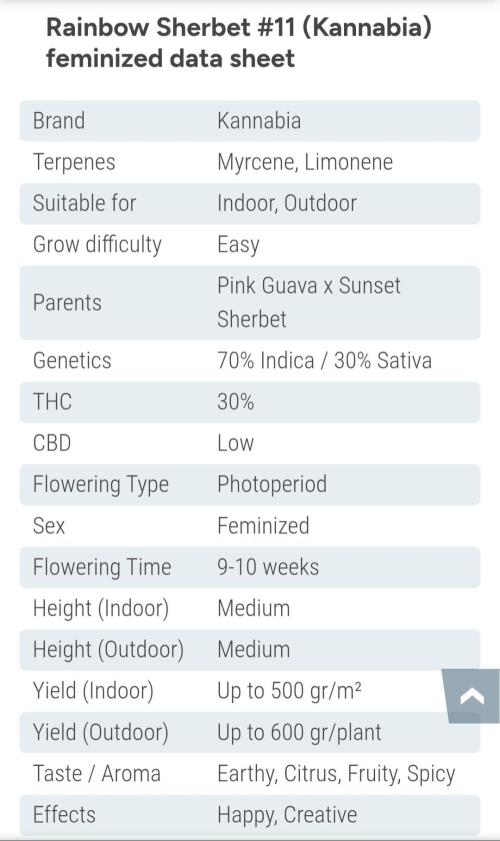 Rainbow Sherbet #11 Feminized - Kannabia. Week 0