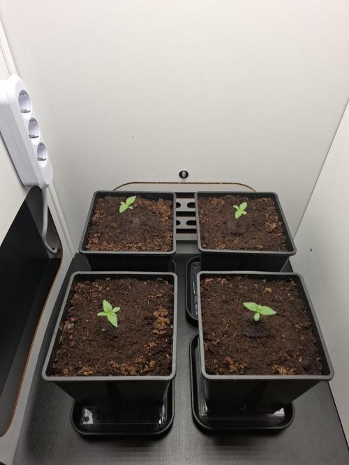 Rainbow Sherbet #11 Feminized - Kannabia. Week 1 - Day 4