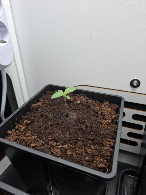 Rainbow Sherbet #11 Feminized - Kannabia. Week 1 - Day 4