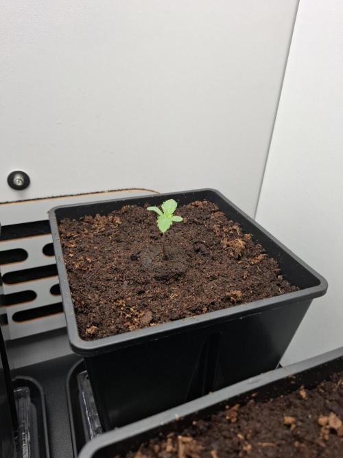 Rainbow Sherbet #11 Feminized - Kannabia. Week 1 - Day 4