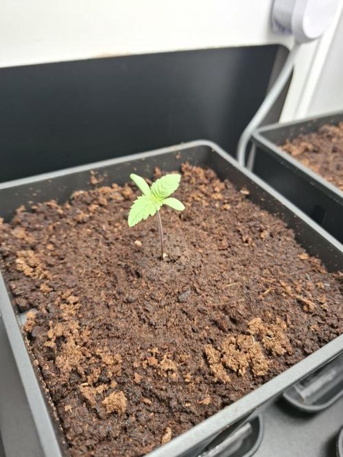 Rainbow Sherbet #11 Feminized - Kannabia. Week 1 - Day 4