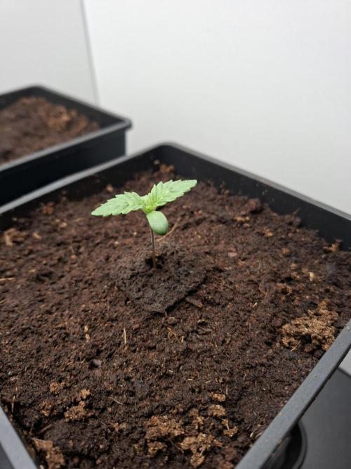 Rainbow Sherbet #11 Feminized - Kannabia. Week 1 - Day 4