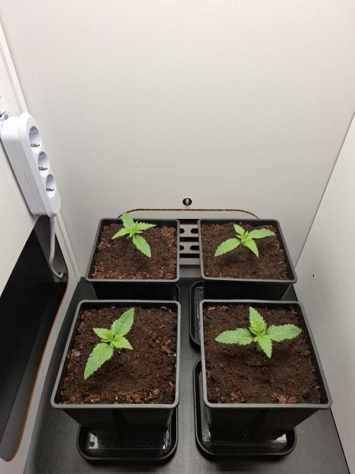 Rainbow Sherbet #11 Feminized - Kannabia. Week 2 - Day 8