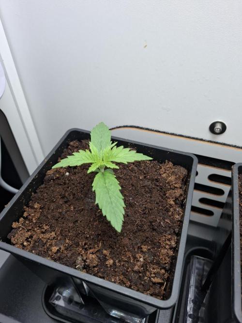 Rainbow Sherbet #11 Feminized - Kannabia. Week 2 - Day 8