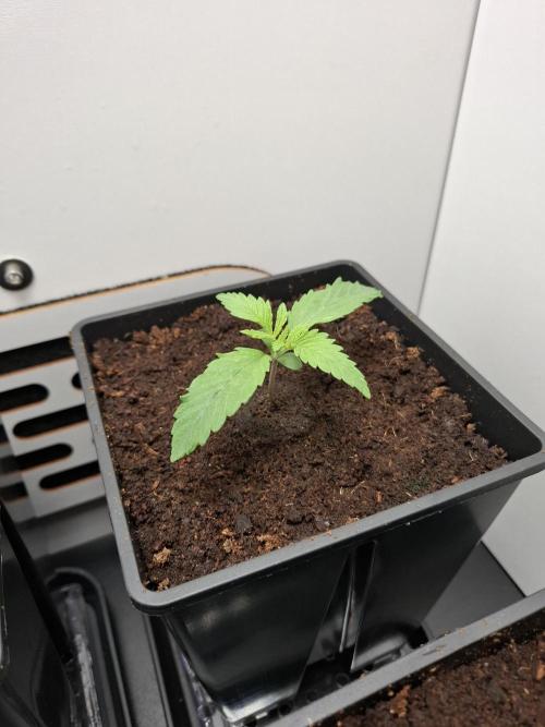 Rainbow Sherbet #11 Feminized - Kannabia. Week 2 - Day 8